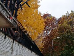 -三里屯东五街银杏大道