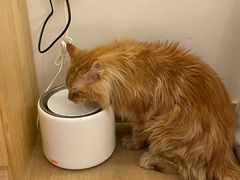 -猫腻·猫咖·撸猫馆(星光大道店)