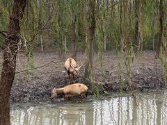 -溱湖国家湿地公园