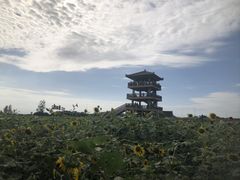-杭州湾海上花田景区