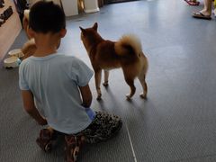 -柴源莊·柴小宠柴犬咖啡