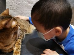 -猫色咖啡·猫咖