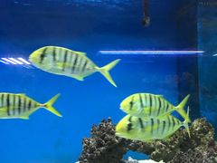 -御唐府海珊瑚主题餐厅