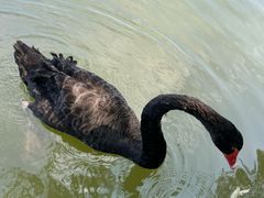 -麦当劳(静安寺店)