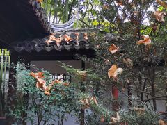 -秋霞圃