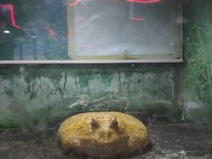 -上海大自然野生昆虫馆(东方明珠·爬宠昆虫探索中心)