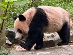 -都江堰中华大熊猫苑