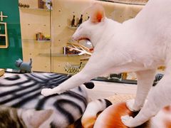 -飞行喵MR PILOT|猫舍·猫咖(静安大融城店)