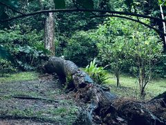 -中国科学院西双版纳热带植物园