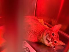 -御宝贝·A梦猫科宠物医院(国际猫友好医院)