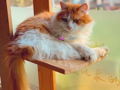 -猫的茶·猫咖