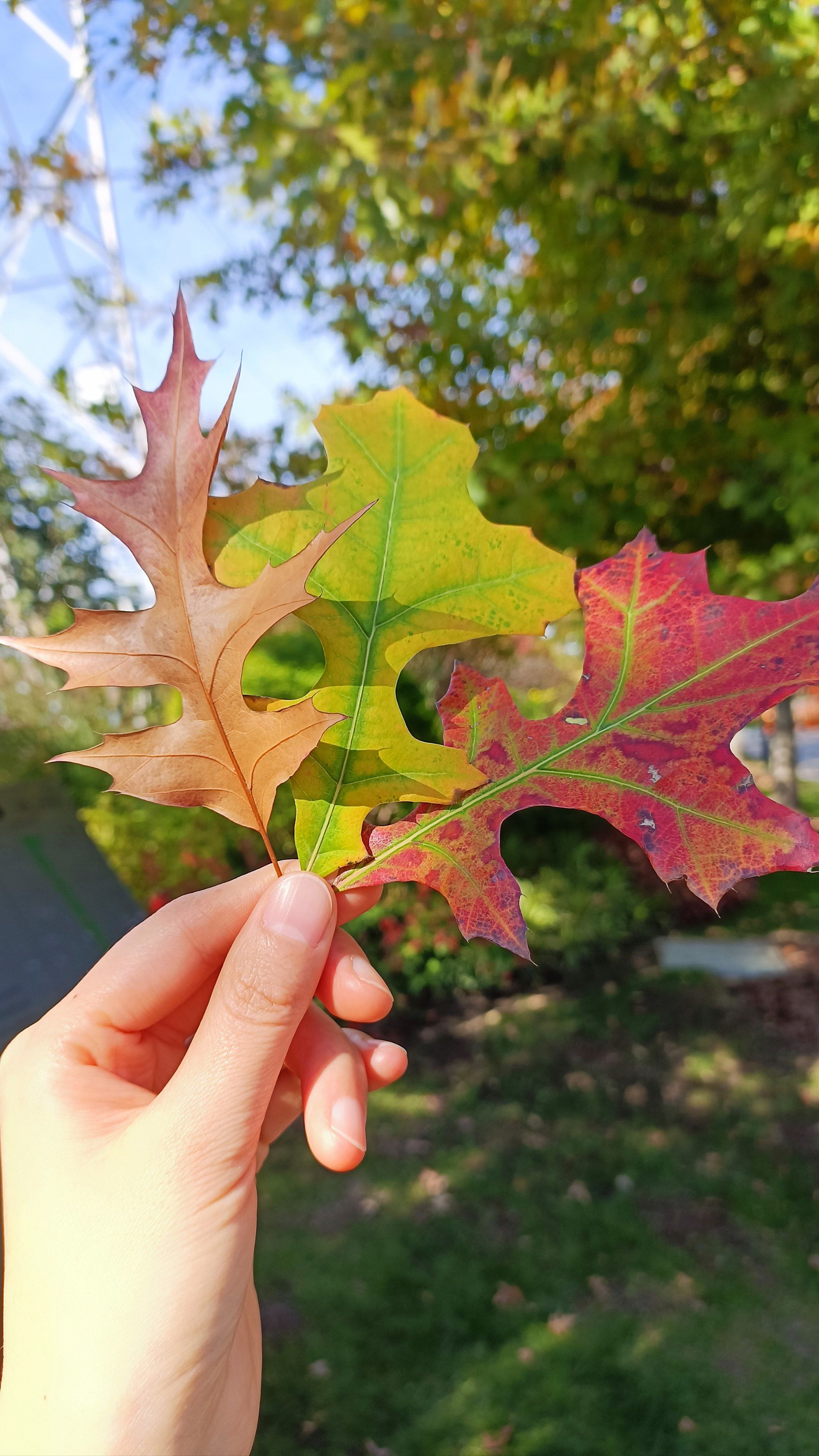 相机直出,今年的秋天也太美了!