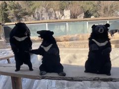 -东方熊牧场