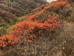 -北京西山国家森林公园