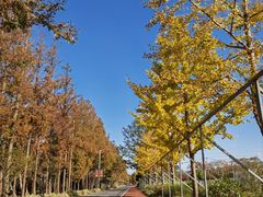 -上海长兴岛郊野公园