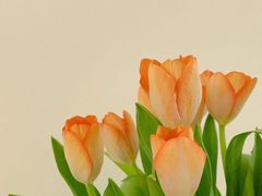 -ChaKo Flora ·茶子花艺 (市北店)