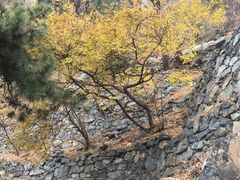-北京鹫峰国家森林公园