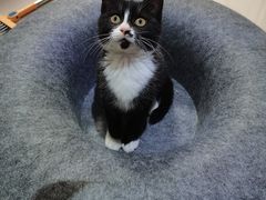 -关爱宠物医院·猫科中心·消化科(滨湖万达分院)