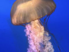 -太平洋海底世界