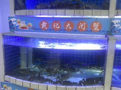 -黄记大闸蟹专卖店·活蟹·醉蟹