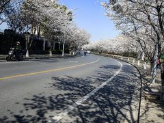 -高东镇樱花园