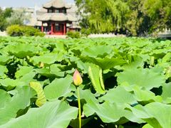 -莲池书院博物馆