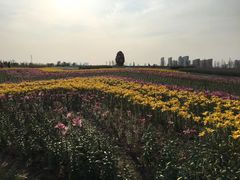 -南通鲜花小镇