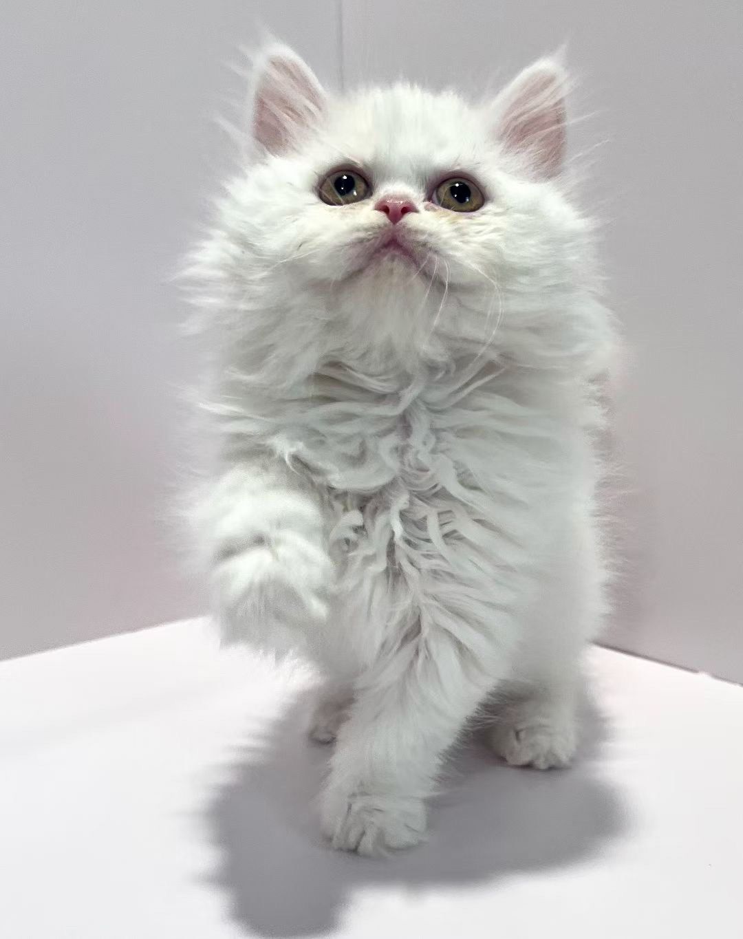 绍兴纯白英长妹妹找家长啦