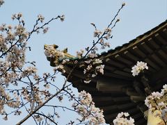 -武汉大学-樱园