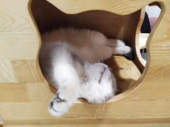 -喵匠猫主题咖啡(凯德和平广场店)