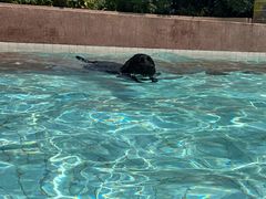 -帕帕拉兹宠物(亚洲旗舰店)