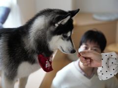-Husky Go! 哈士奇体验馆·宠物咖啡厅狗咖