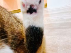 -BABIT巴比特宠物(MOMOPARK店)