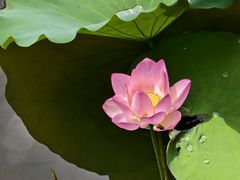 -荔湾湖公园