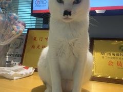 -御宝贝·A梦猫科宠物医院(国际猫友好医院)