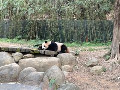 -广州长隆野生动物世界