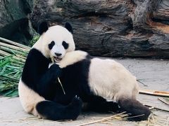 -都江堰中华大熊猫苑