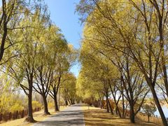 -野鸭湖国家湿地公园