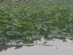 -长春市南湖公园