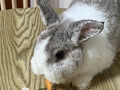 -楼上猫咖(罗湖店)