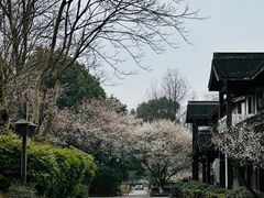 -西溪国家湿地公园