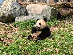 -都江堰中华大熊猫苑