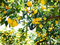 -滨江森林公园-真人CS野战场