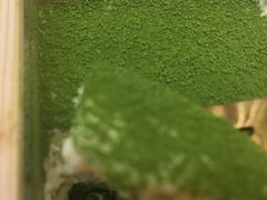 -無邪日式甜品(华润五彩城购物中心店)
