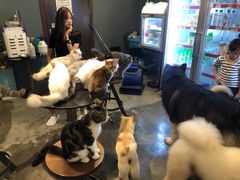 -more than meow吴止猫主题餐厅(承德 中船汇店)