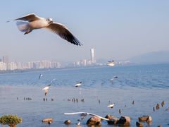 -深圳湾公园(南山区)