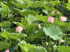 -荔湾湖公园