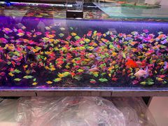 -哈尔滨道外花鸟鱼市场