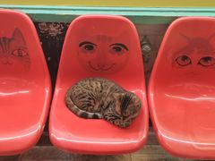 -猫咪博物馆(顶澳仔猫街店)