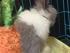 -志龙皇冠吃货椰子铺